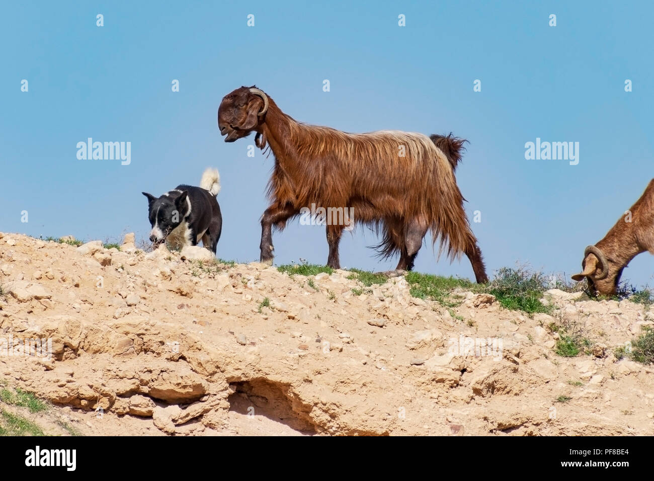 Le noir et blanc l'élevage de chiens de Canaan bédouin chèvres sur une colline du désert du Néguev contre un ciel bleu clair Banque D'Images