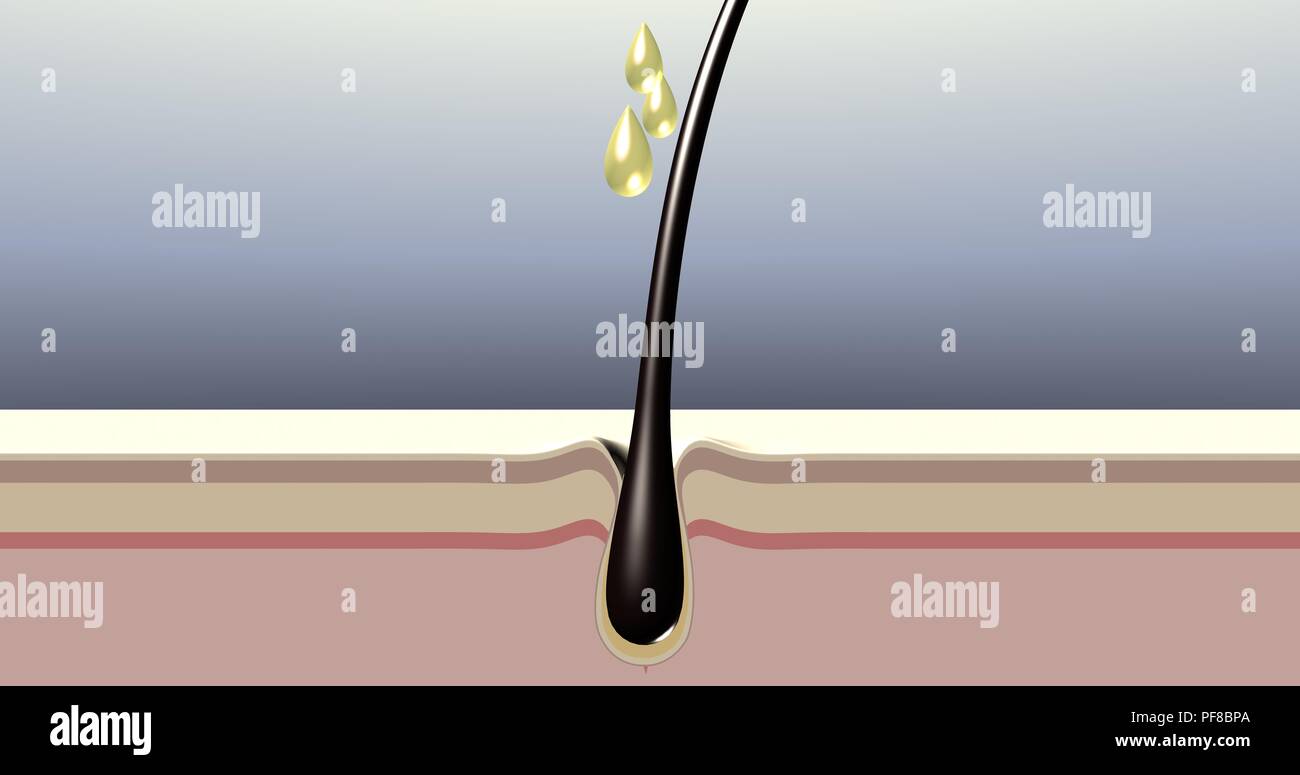 L'huile nutrition intense de follicule de cheveux. Action des produits de soins capillaires. Rendu 3d illustration. Banque D'Images