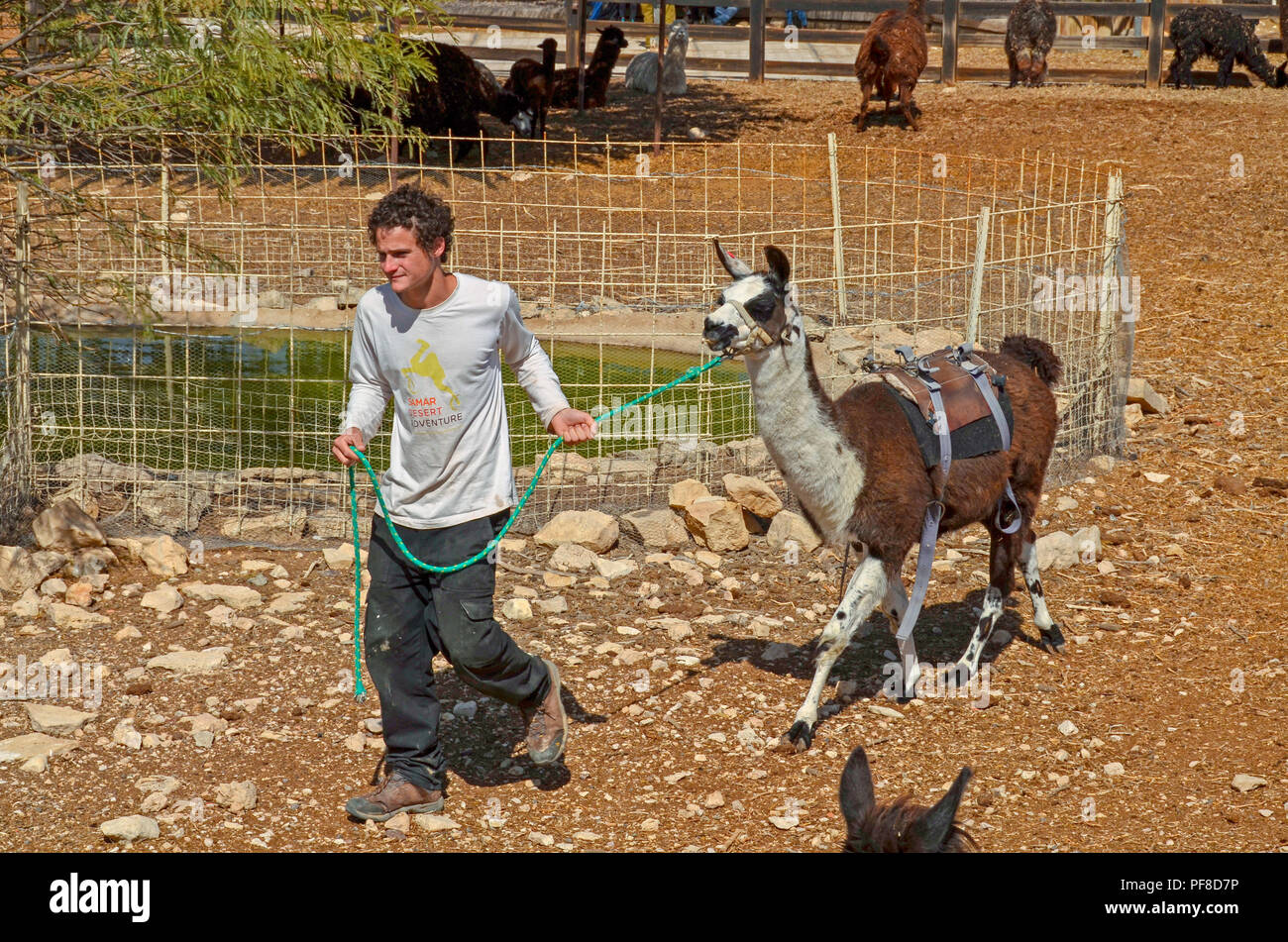 Un lama utilisés pour les enfants's ride à la ferme des Alpagas, Mitzpe Ramon, Israël Banque D'Images