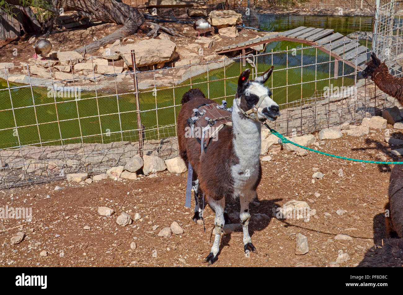 Un lama utilisés pour les enfants's ride à la ferme des Alpagas, Mitzpe Ramon, Israël Banque D'Images