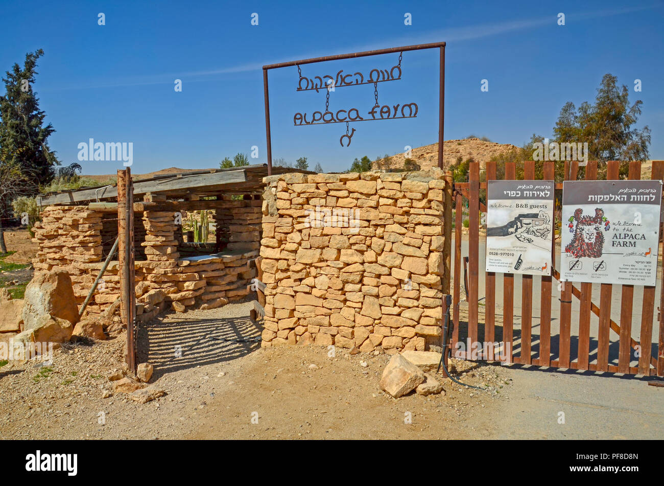 Israël, Néguev, Mitzpe Ramon, la ferme des Alpagas Banque D'Images