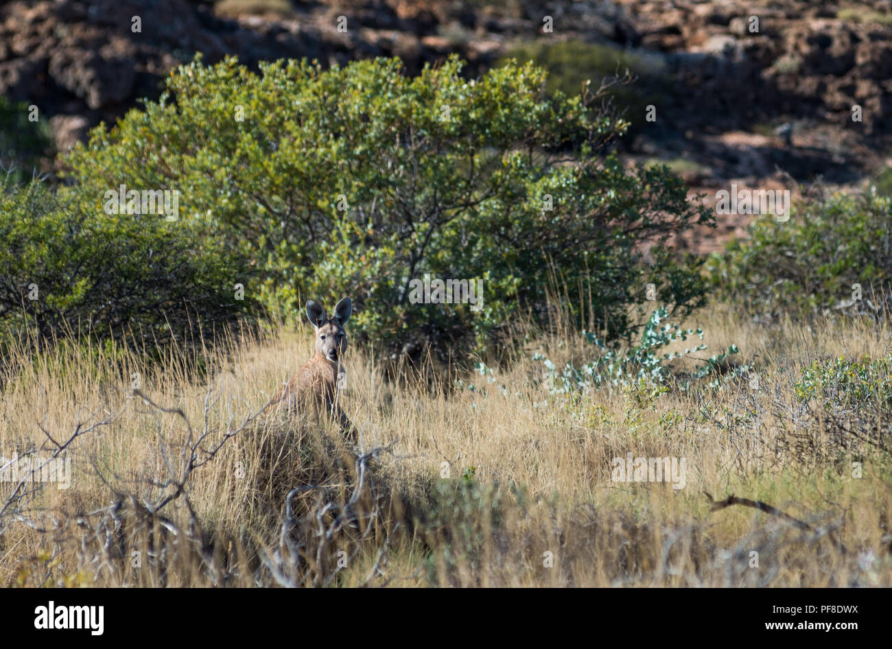 Wild Kangoroo assis et se cachant dans l'Australie, gassland sec, Outback Banque D'Images