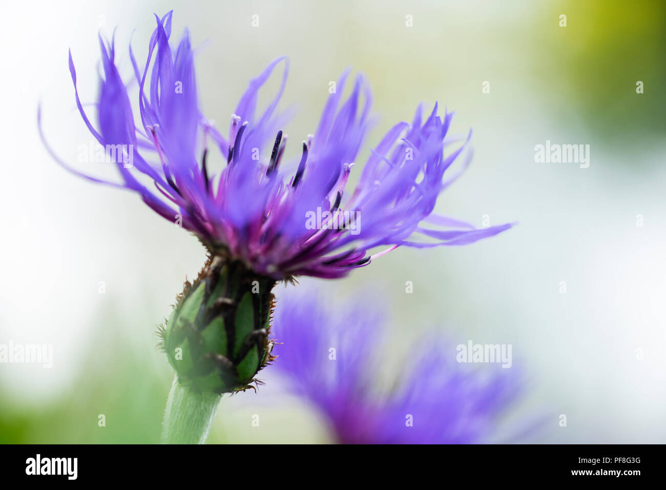 Le bleuet en fleurs dans un jardin de campagne anglaise, Angleterre Banque D'Images