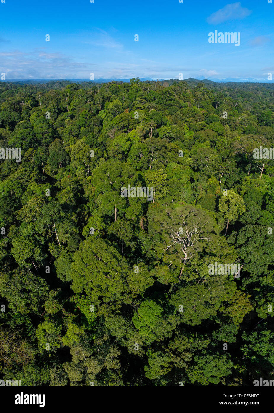 La canopée de la forêt tropicale à la réserve forestière de Deramakot, Sabah, Bornéo Malaisien Banque D'Images