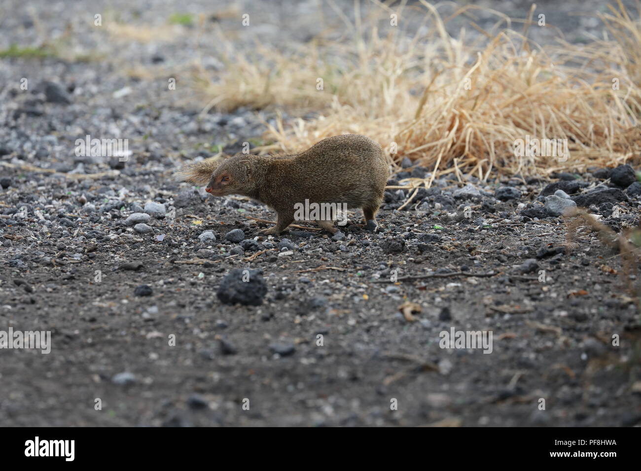 Javan mongoose (Herpestes javanicus) Big Island Hawaii Banque D'Images