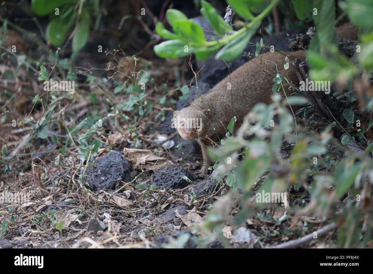 Javan mongoose (Herpestes javanicus) Big Island Hawaii Banque D'Images