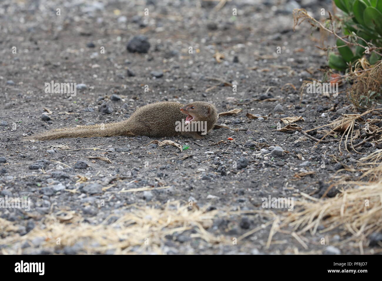 Javan mongoose (Herpestes javanicus) Big Island Hawaii Banque D'Images