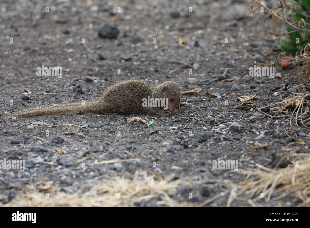 Javan mongoose (Herpestes javanicus) Big Island Hawaii Banque D'Images