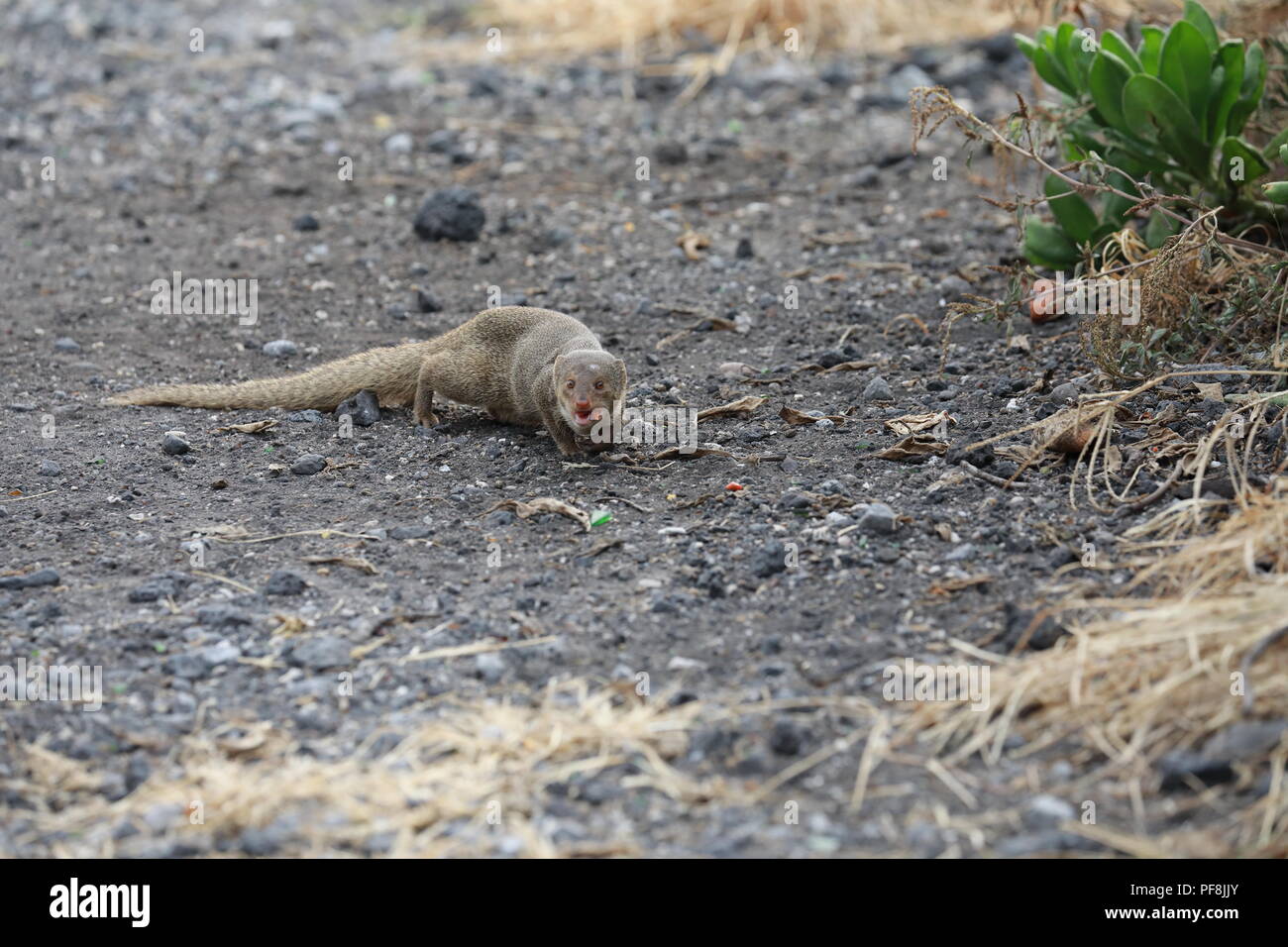Javan mongoose (Herpestes javanicus) Big Island Hawaii Banque D'Images