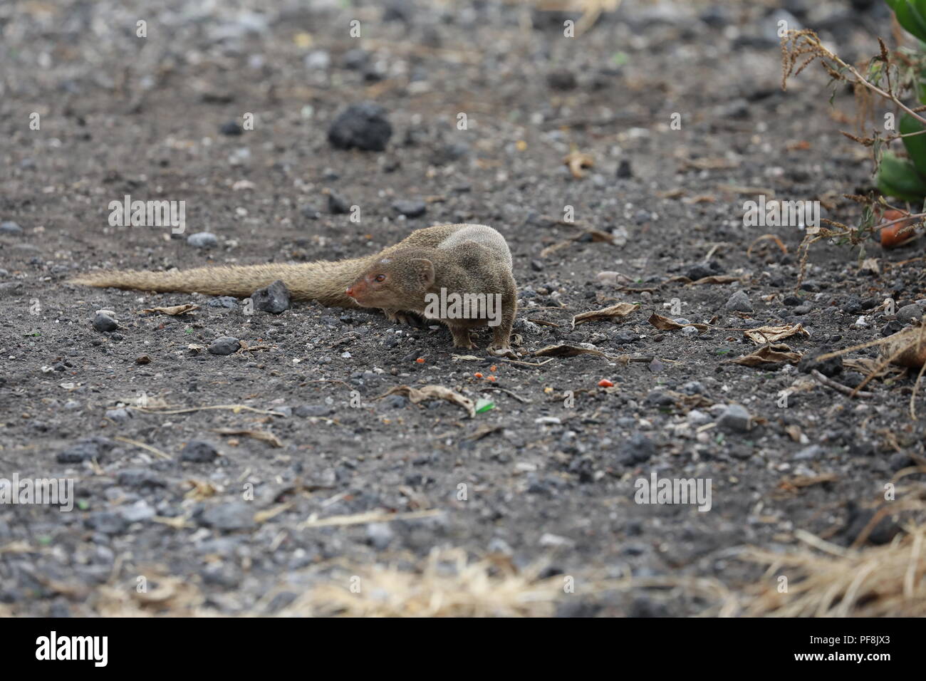 Javan mongoose (Herpestes javanicus) Big Island Hawaii Banque D'Images
