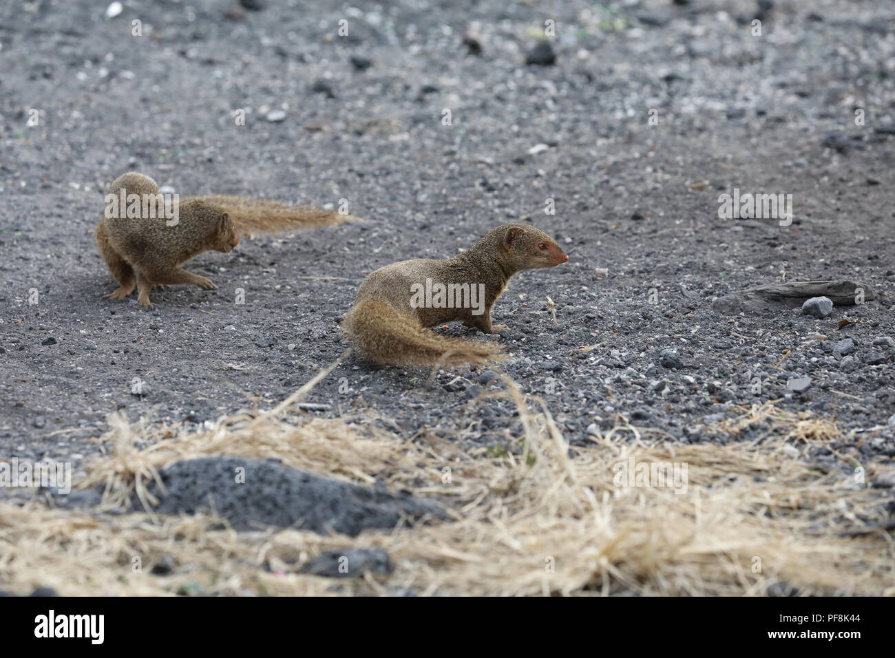 Javan mongoose (Herpestes javanicus) Big Island Hawaii Banque D'Images
