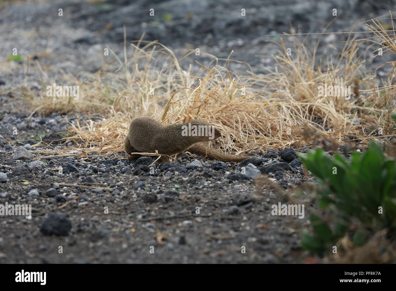 Javan mongoose (Herpestes javanicus) Big Island Hawaii Banque D'Images