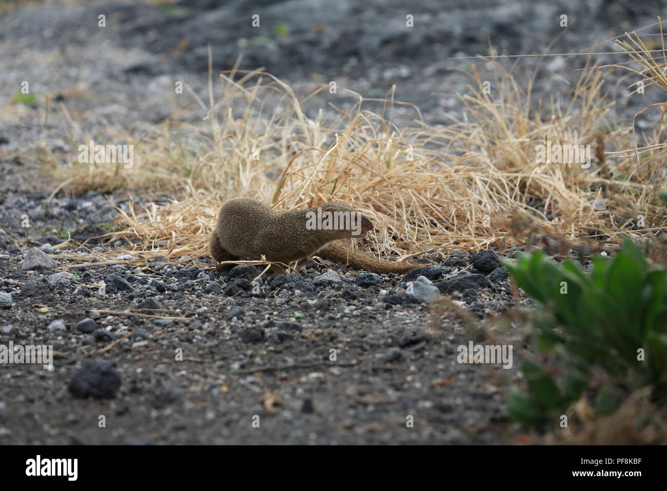 Javan mongoose (Herpestes javanicus) Big Island Hawaii Banque D'Images