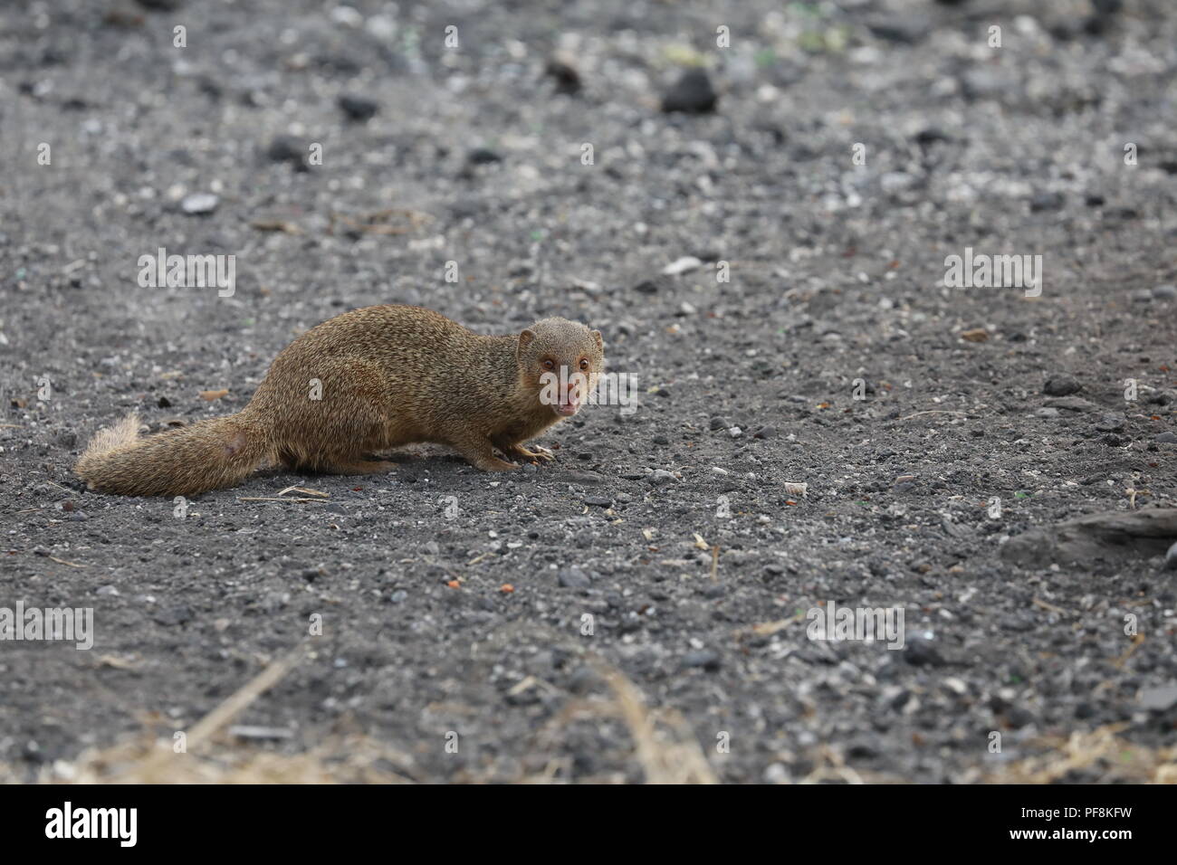 Javan mongoose (Herpestes javanicus) Big Island Hawaii Banque D'Images