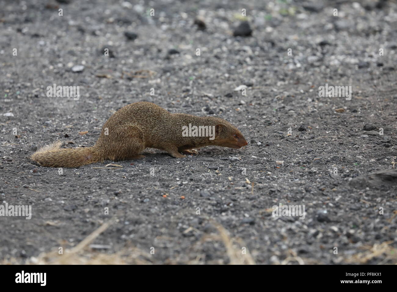 Javan mongoose (Herpestes javanicus) Big Island Hawaii Banque D'Images