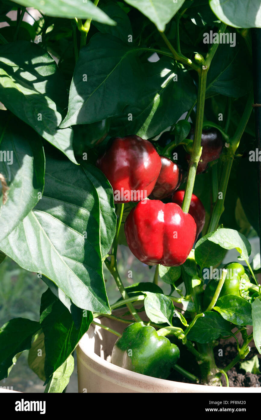 CAPSIUM POIVRONS ROUGES. Me demande CALIFORNIENNE Banque D'Images