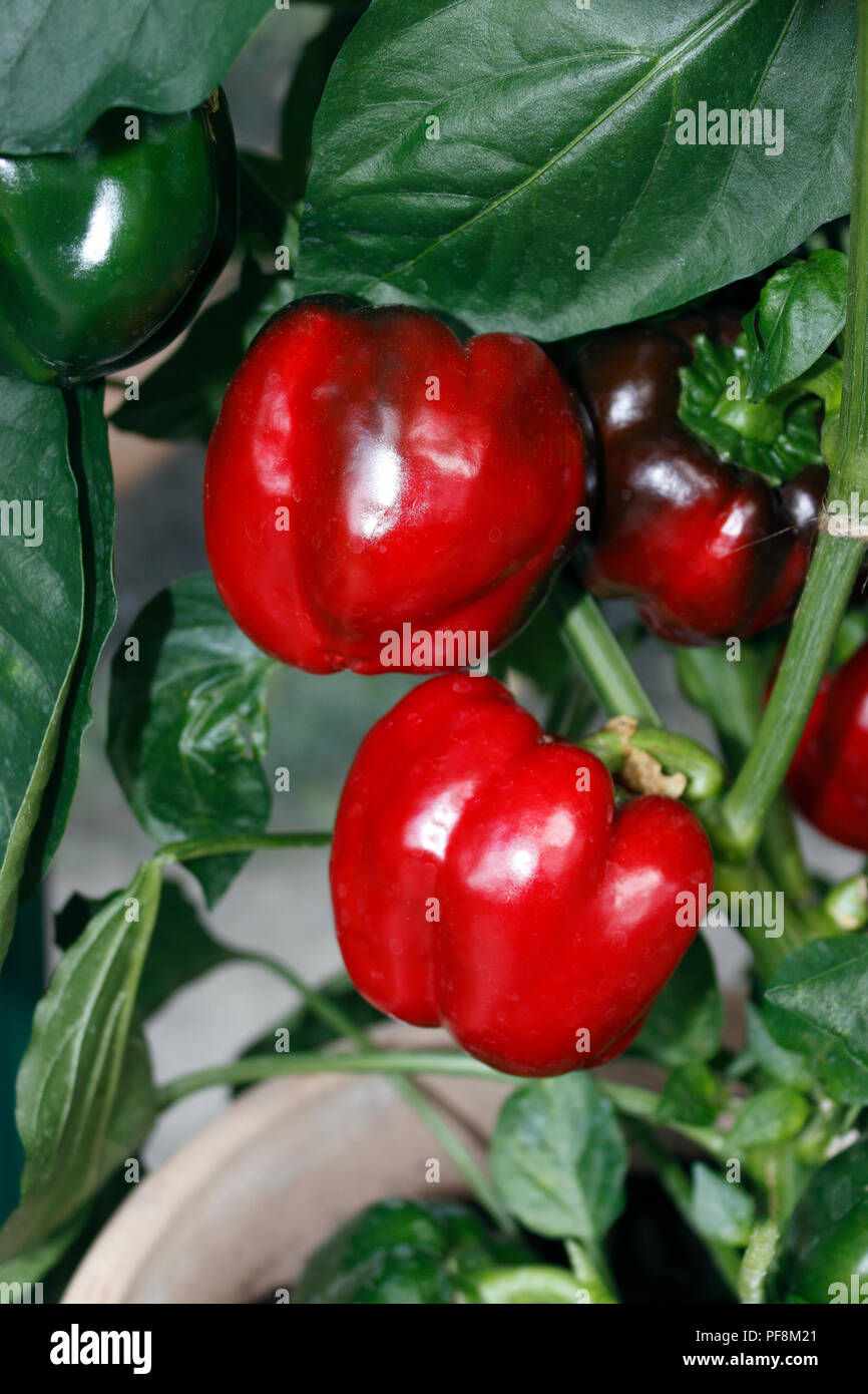 CAPSIUM POIVRONS ROUGES. Me demande CALIFORNIENNE Banque D'Images