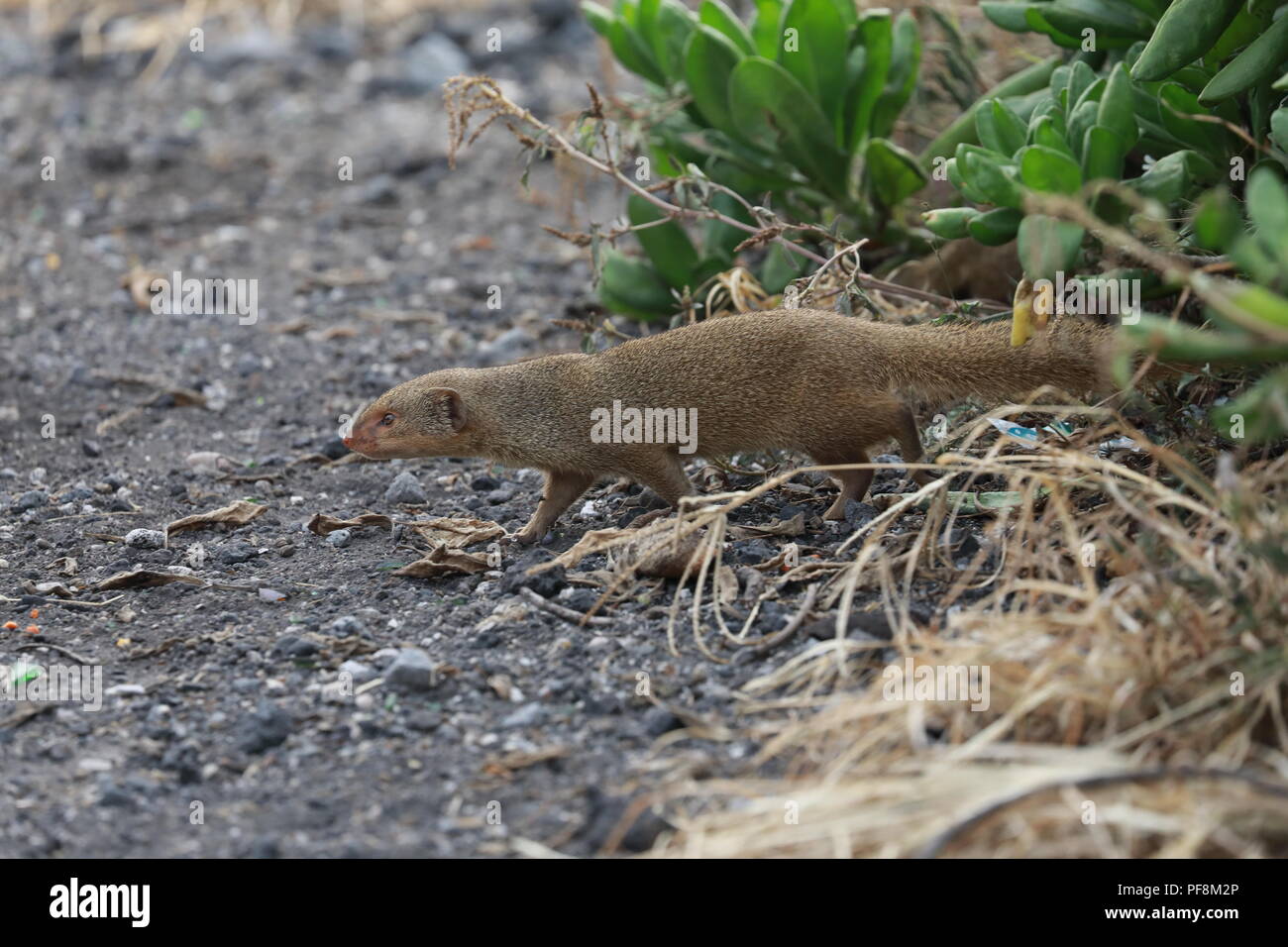 Javan mongoose (Herpestes javanicus) Big Island Hawaii Banque D'Images