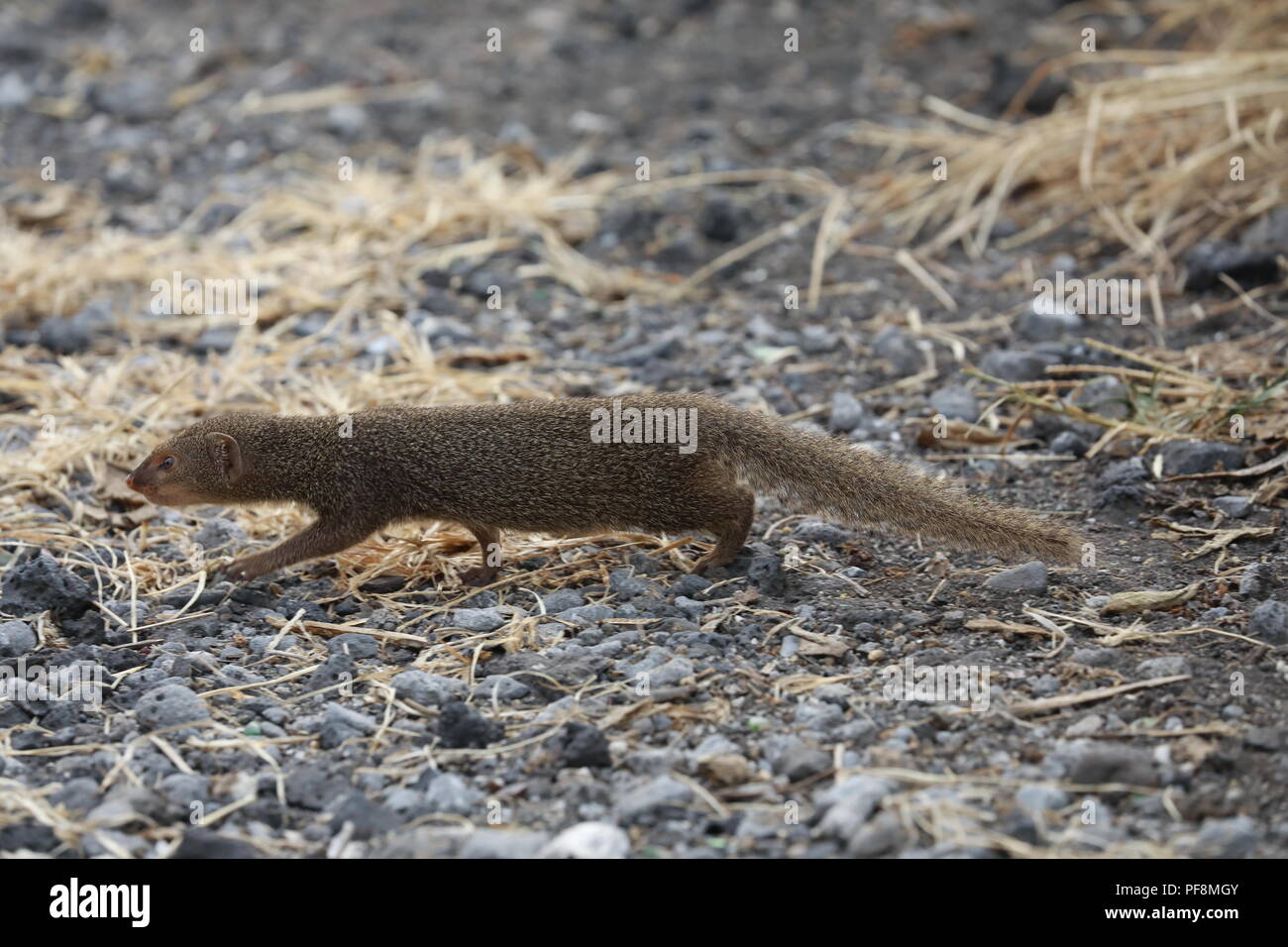 Javan mongoose (Herpestes javanicus) Big Island Hawaii Banque D'Images