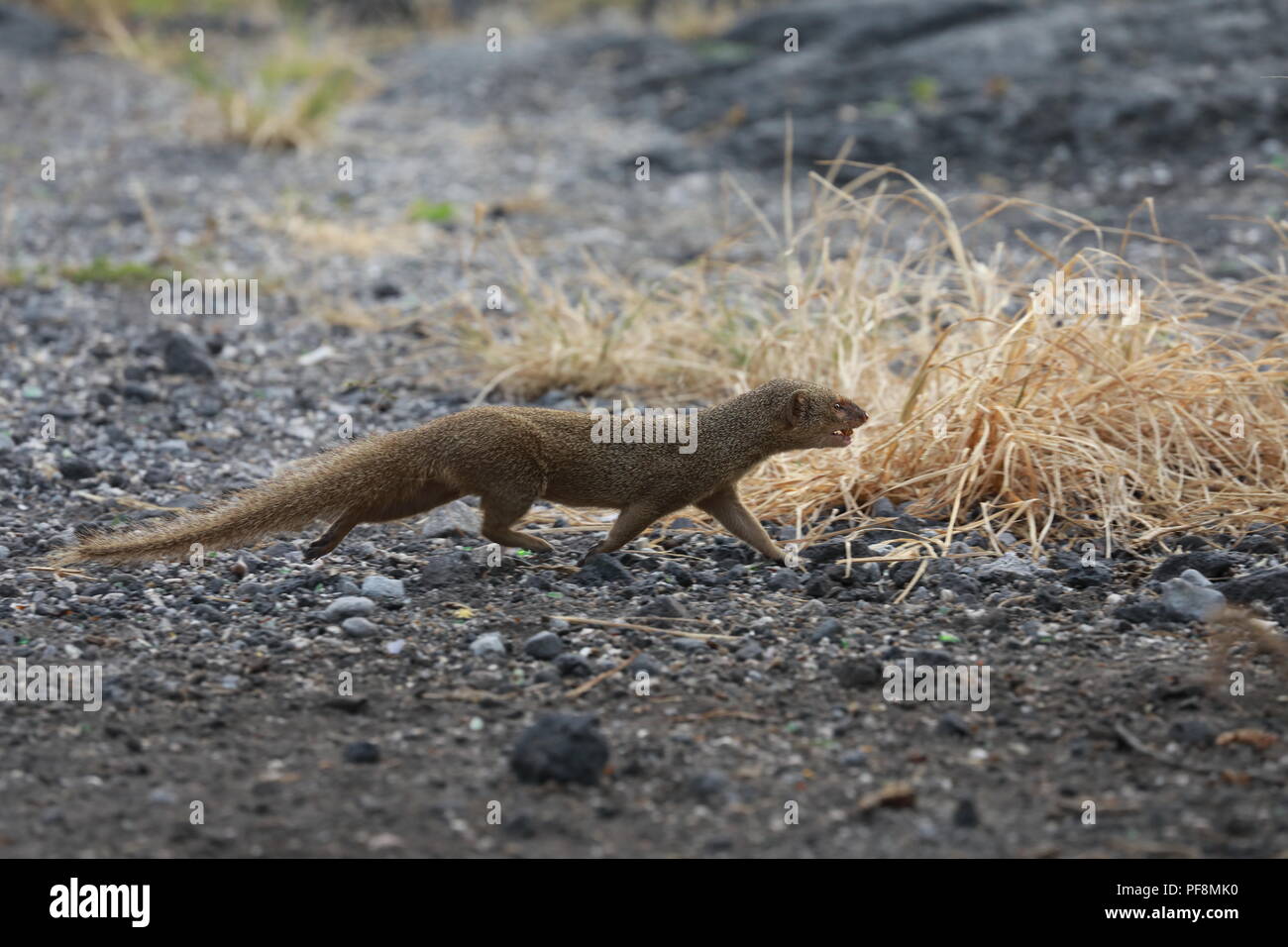 Javan mongoose (Herpestes javanicus) Big Island Hawaii Banque D'Images