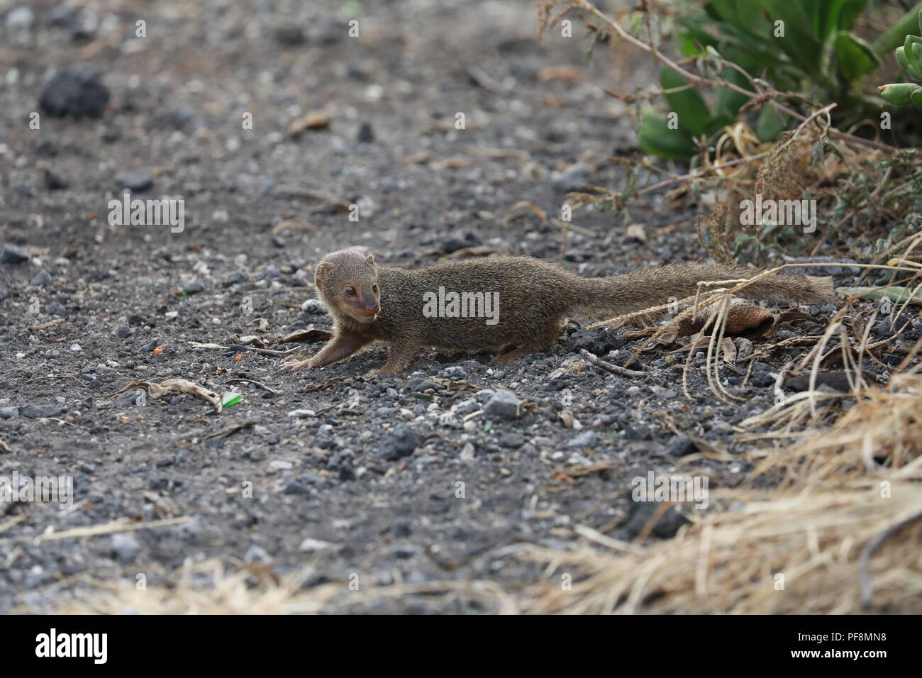 Javan mongoose (Herpestes javanicus) Big Island Hawaii Banque D'Images
