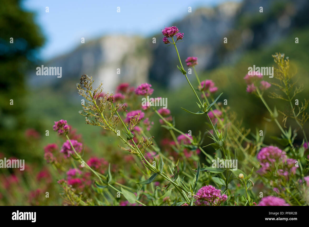 Fleurs roses poussant dans la vallée de l'Aveyron en face de la Roc d'Anglars à St Antonin-Noble-Val, Tarn et Garonne, Occitanie, France, Europe Banque D'Images