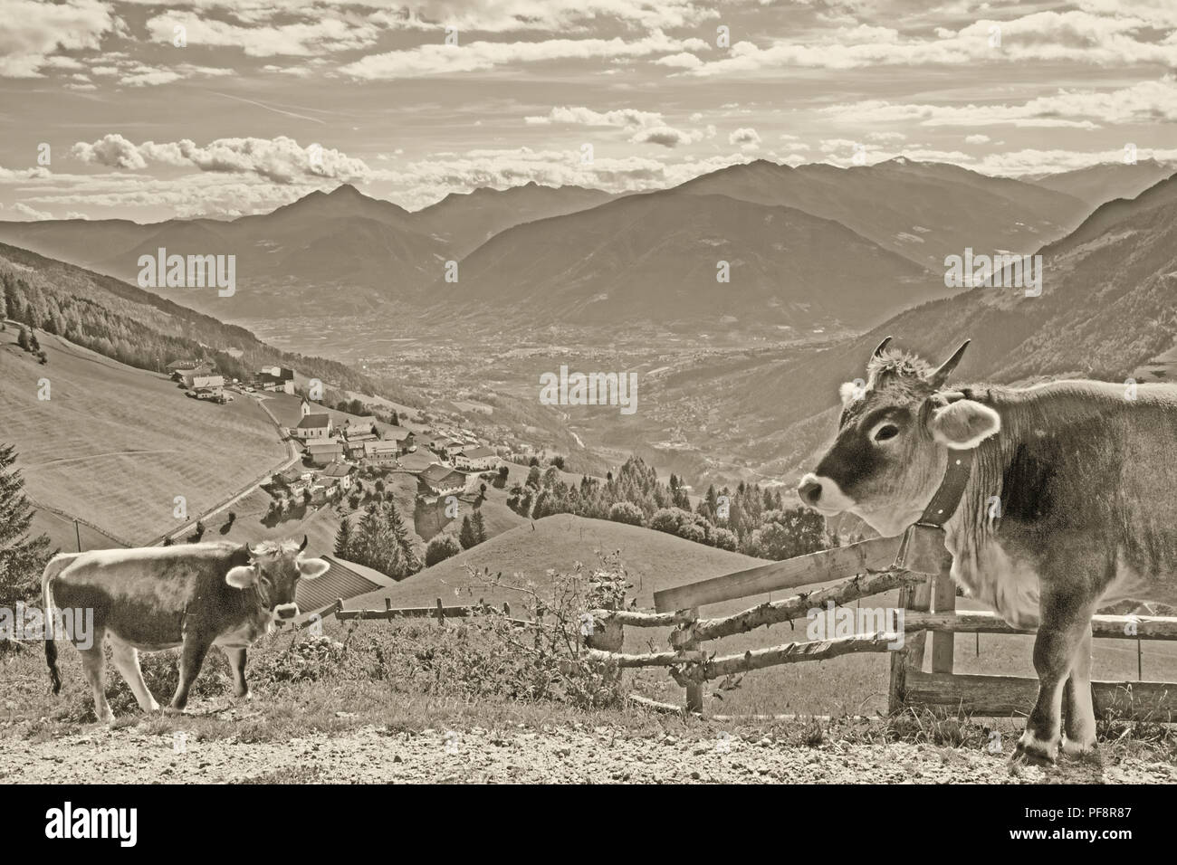 Carte postale de la montagne village Prenn dans les alpes Sarntal avec des vaches au premier plan en look vintage Banque D'Images