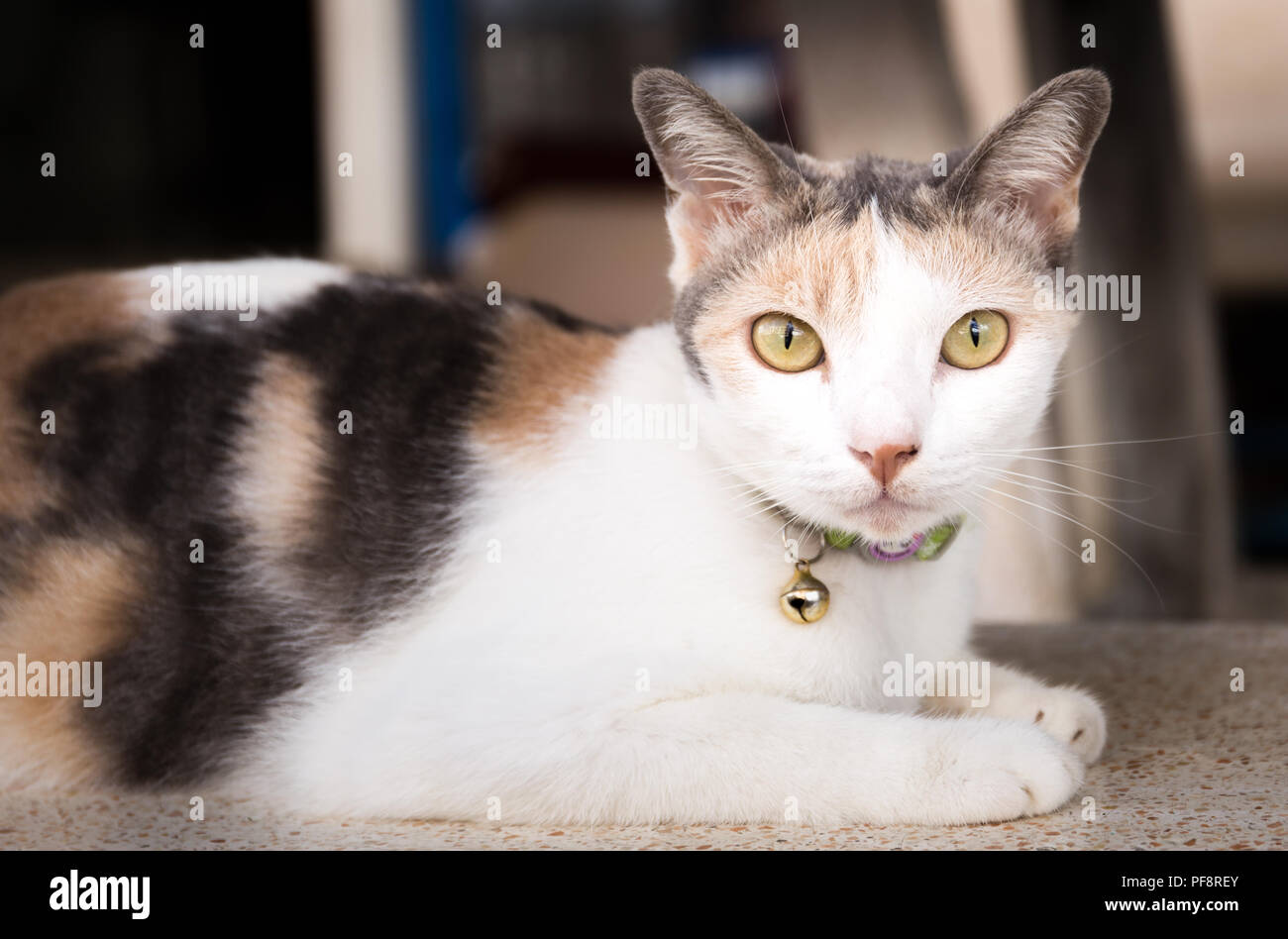 Thai cat reposant sur du marbre président looking at camera Banque D'Images