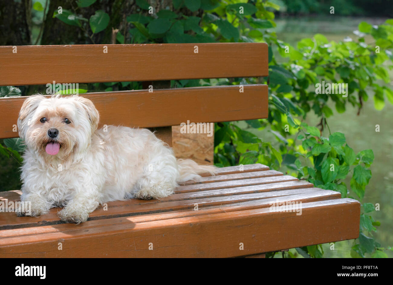 Petit Chien Le Plus Mignon De La Bichon Havanais Race