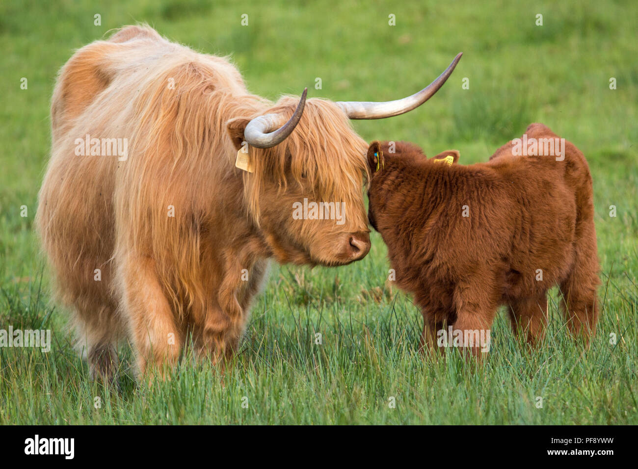 La mère et le veau, vaches Highland, Ecosse, Trossachs, 26 mai 2018 Banque D'Images