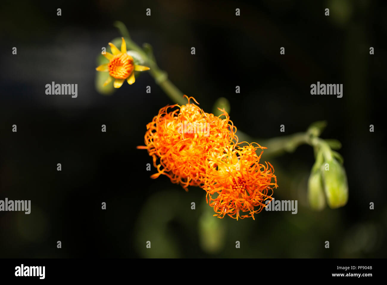 Des fleurs orange sur un Senecio scaposus plante succulente d'Afrique du Sud. Banque D'Images
