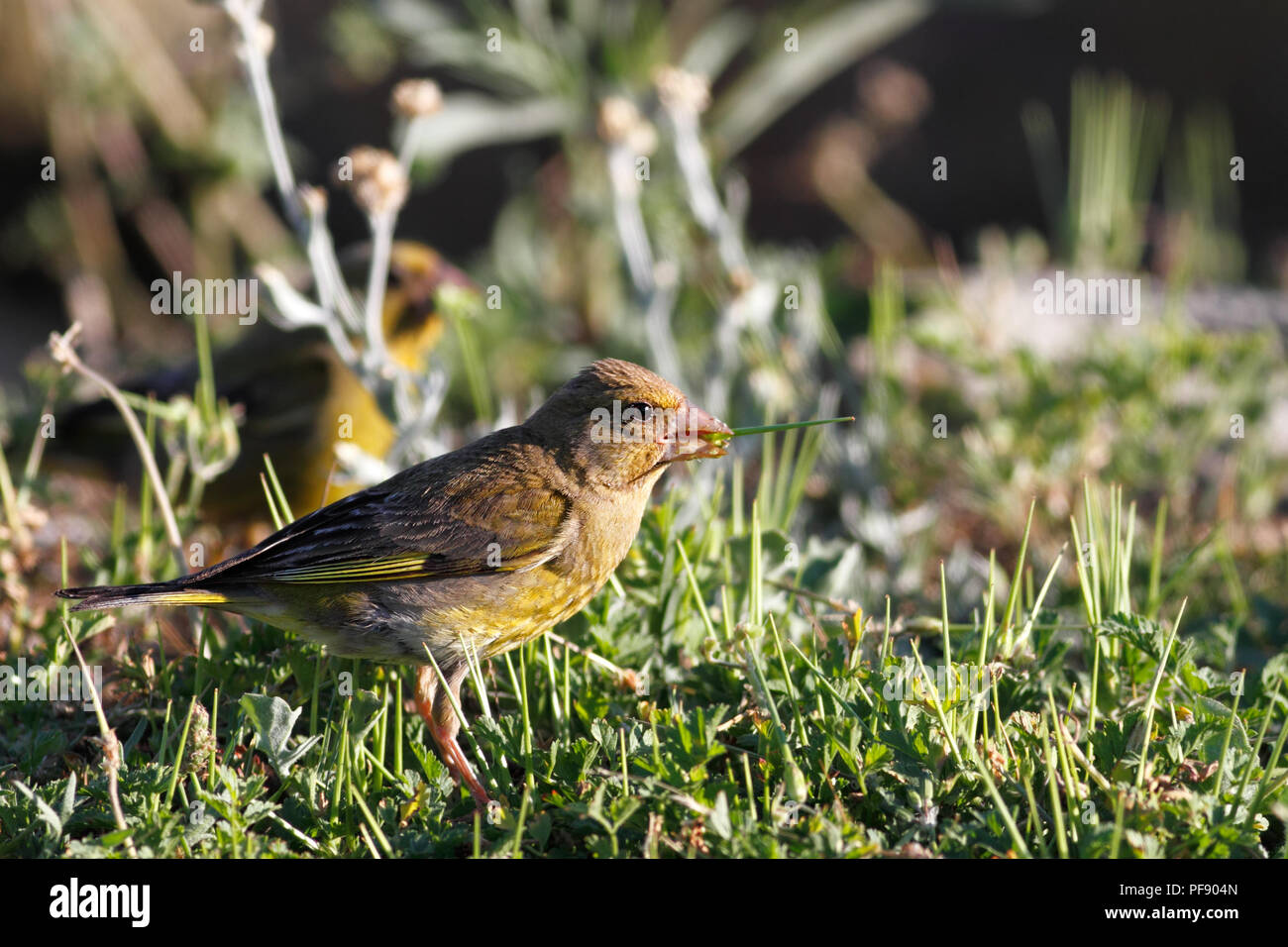 Photo détaillée d'une consommation de l'herbe Verdier Banque D'Images