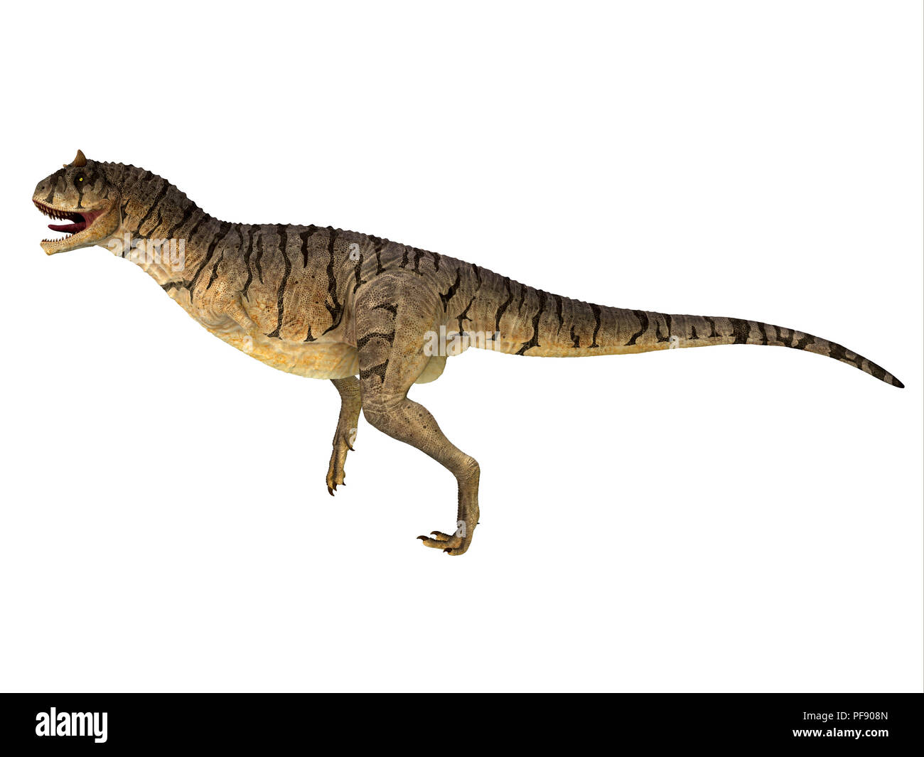 Dinosaure Carnotaurus sastrei - Carnotaurus était un dinosaure théropode carnivore qui vivait en Patagonie, Argentine pendant la période du Crétacé. Banque D'Images