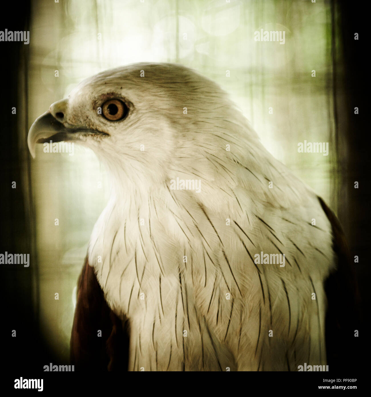 Un regard de l'aigle sa cage en centre de réhabilitation des Orang-outans de Semenggoh, Kuching, Sarawak, Bornéo, Malaisie. Banque D'Images