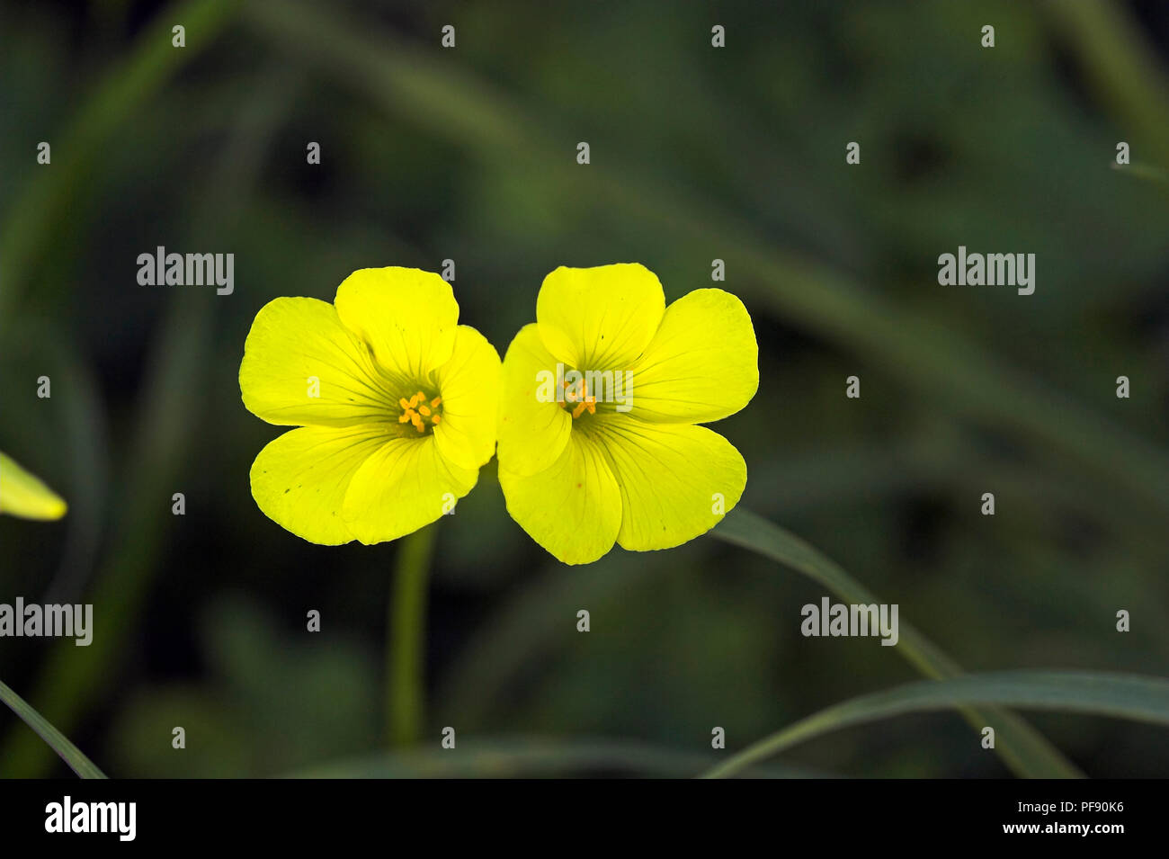 Petites Fleurs Jaunes Sauvages Première De Lannée Banque D