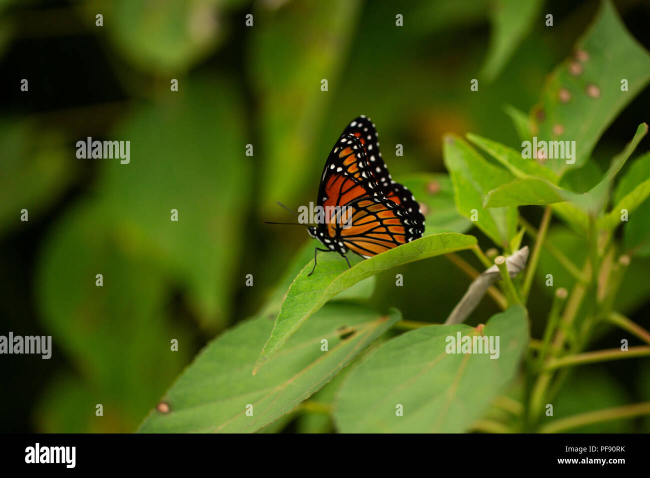 Un monarque (Danaus plexippus) assis sur une feuille. Également connu sous le nom de l'asclépiade commune, tiger, Wanderer, et veiné Noir marron. Banque D'Images