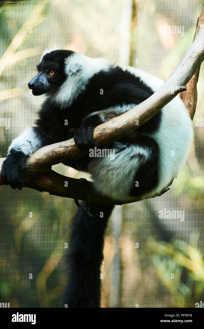 Un primate dans le zoo de Melbourne. Banque D'Images