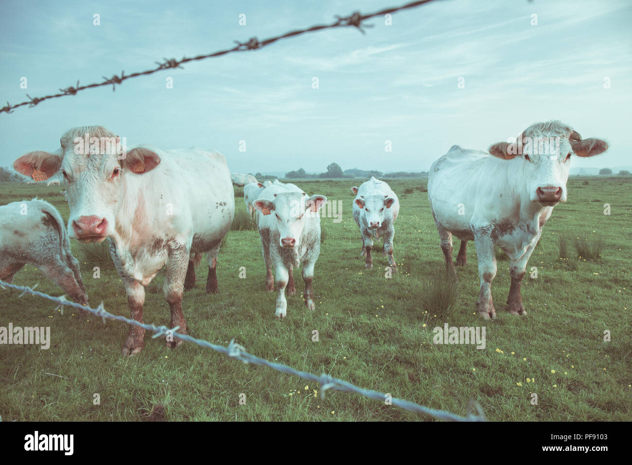 Les vaches, vintage sentir sur les carreaux Banque D'Images