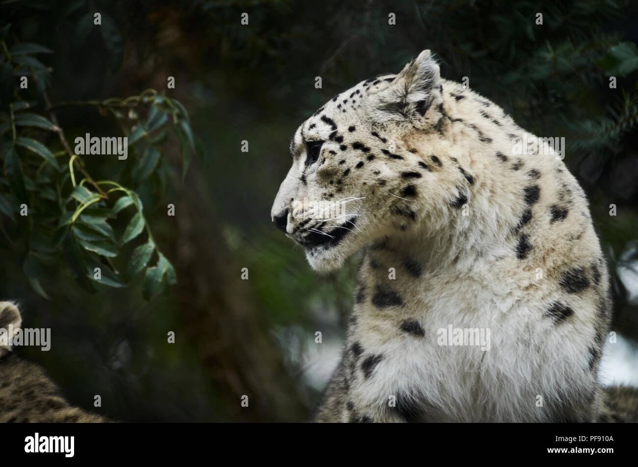 Leopard Des Neiges Bebe Banque D Image Et Photos Alamy