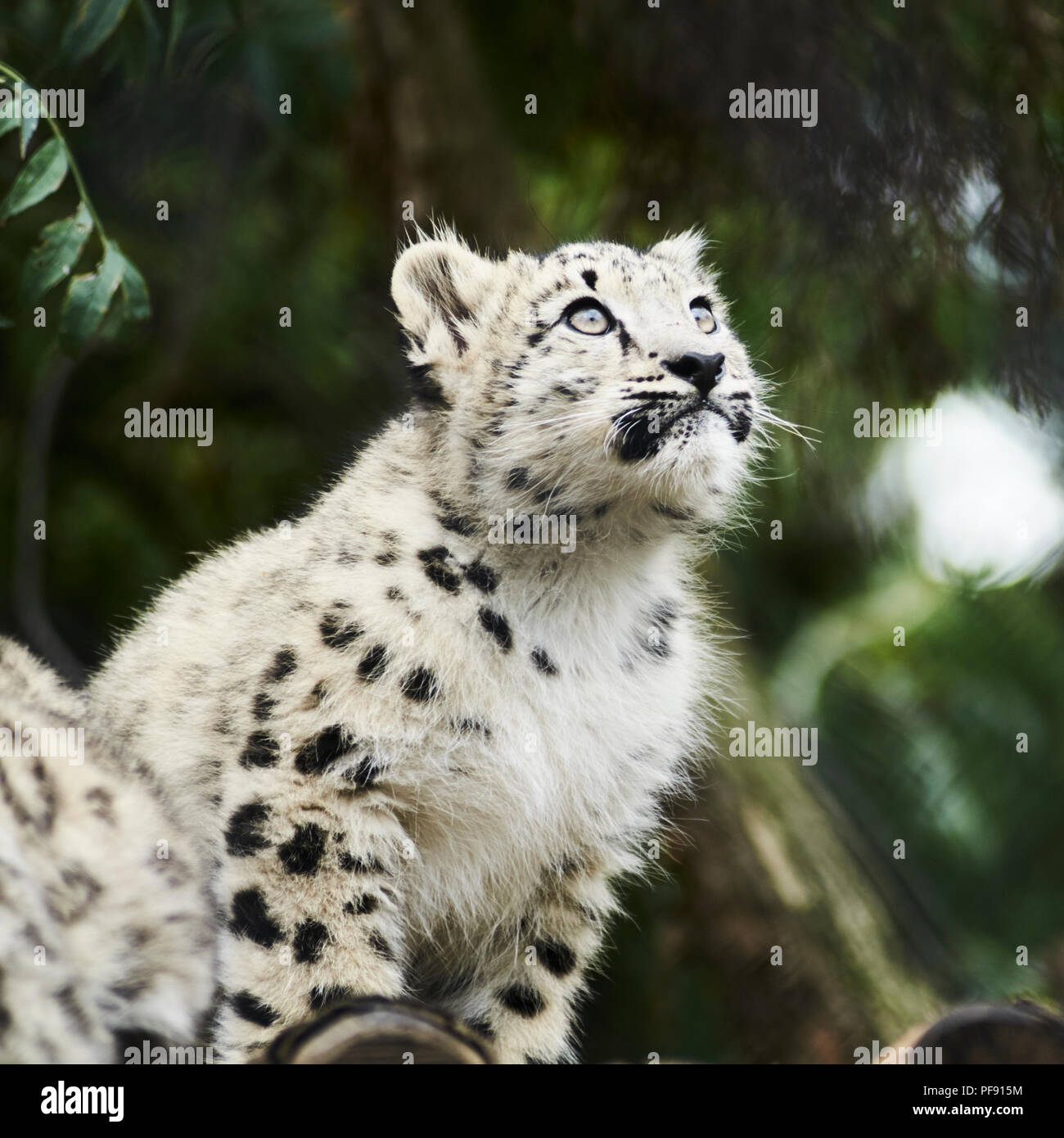 Leopard Des Neiges Bebe Banque D Image Et Photos Alamy Leopard Des Neiges Bebe Banque D Image Et Photos Alamy