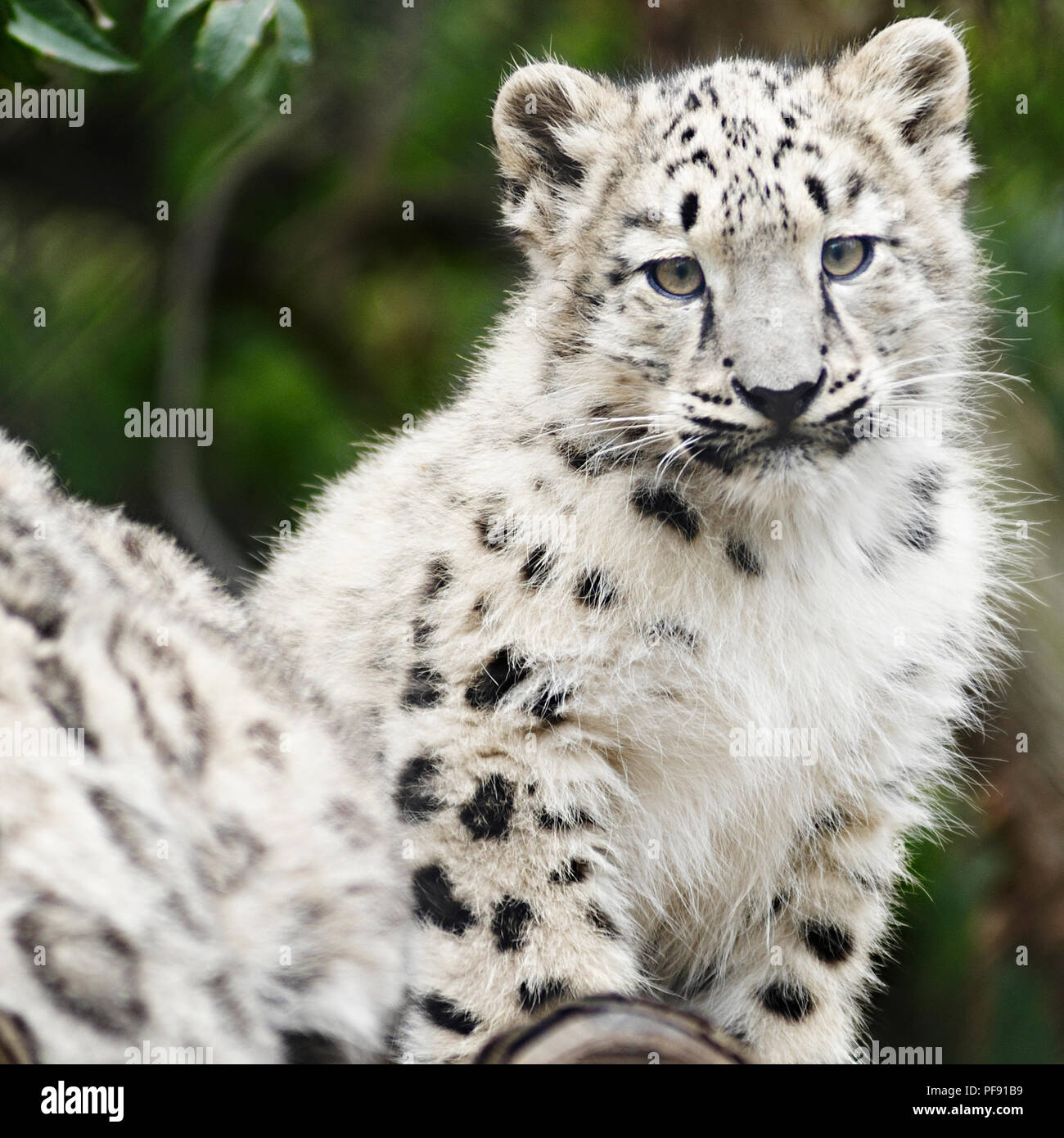 Leopard Des Neiges Bebe Banque D Image Et Photos Alamy Leopard Des Neiges Bebe Banque D Image Et Photos Alamy
