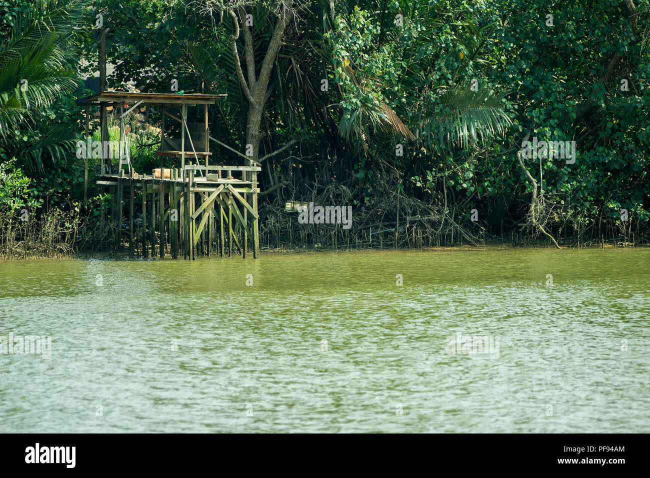 Pêche à la jetée dans la forêt de mangrove Banque D'Images