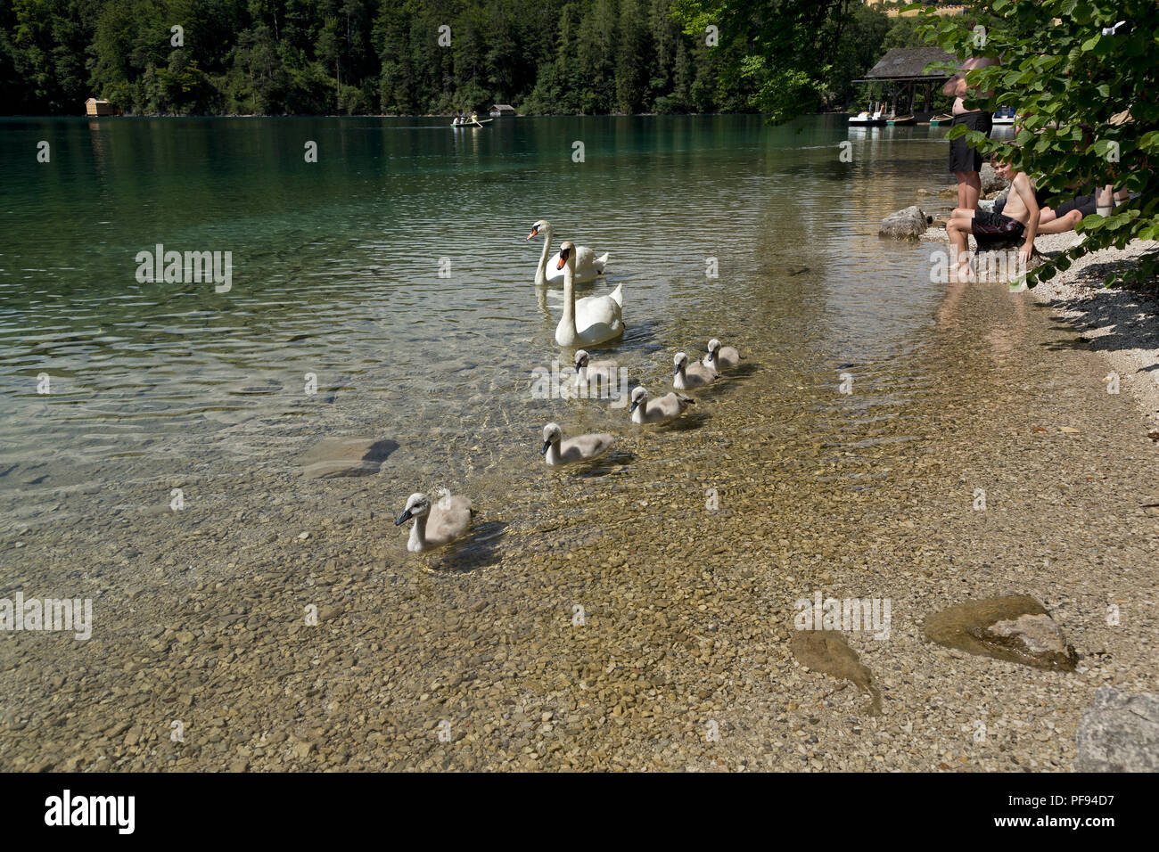 Famille de cygnes, lac Alpsee (Alp), Hohenschwangau, Allgaeu, Bavaria, Germany Banque D'Images