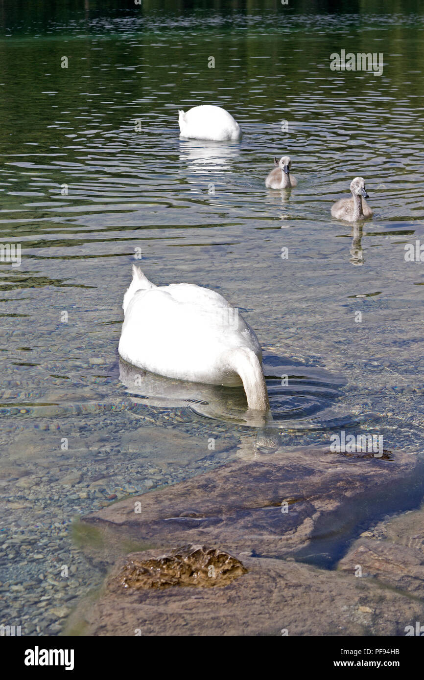 Famille de cygnes, lac Alpsee (Alp), Hohenschwangau, Allgaeu, Bavaria, Germany Banque D'Images