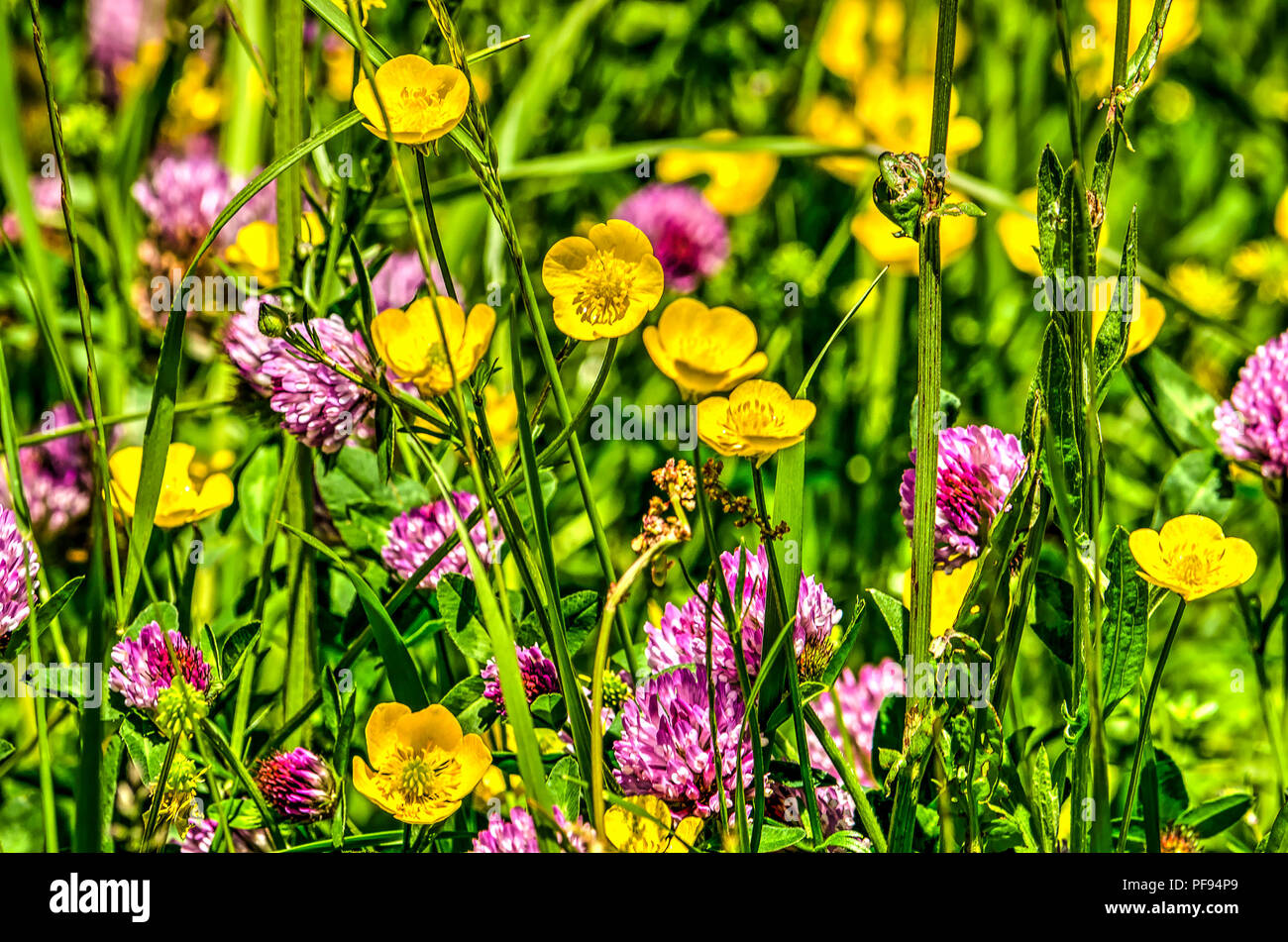 Close-up d'une pelouse avec buttercup et le trèfle rouge Banque D'Images