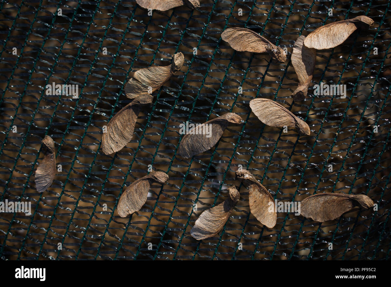 D'une autre feuille sèche de l'automne temps dans l'affichage macro Banque D'Images