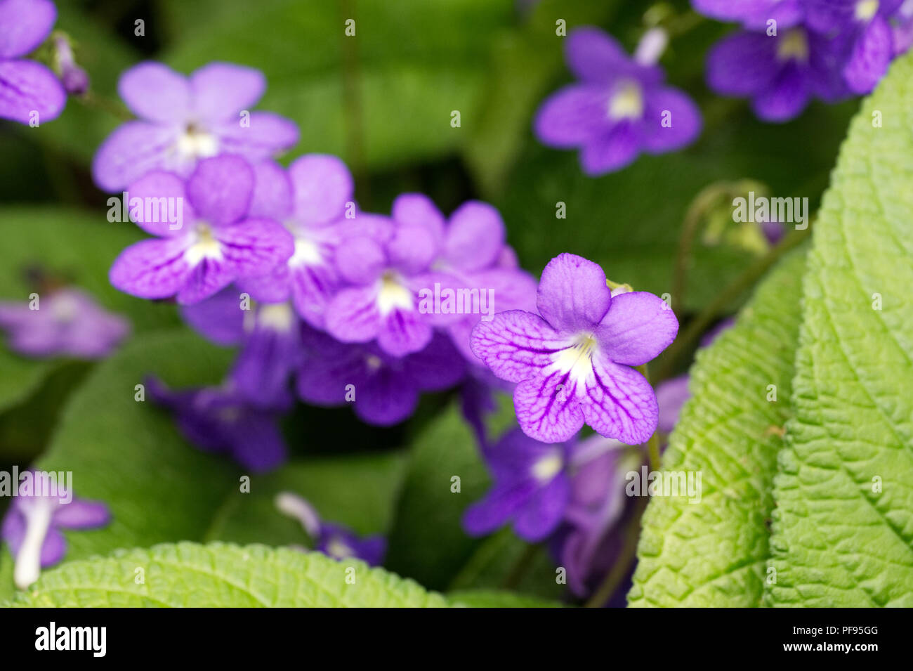 Streptocarpus fleurs. Banque D'Images