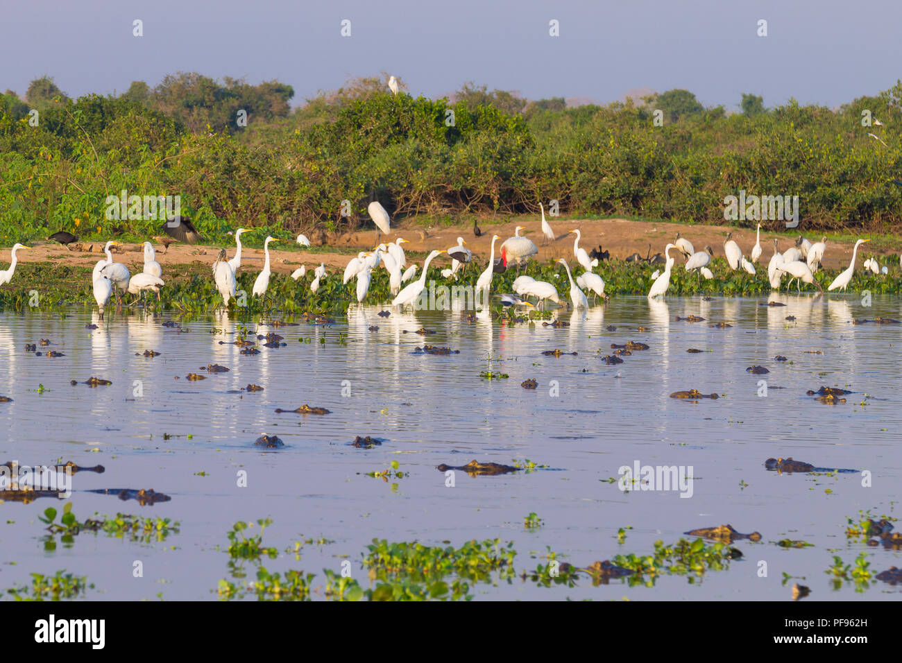 Beaux paysages du Pantanal, l'Amérique du Sud, Brésil. La nature et la faune le long de la route Transpantaneira célèbre. Banque D'Images