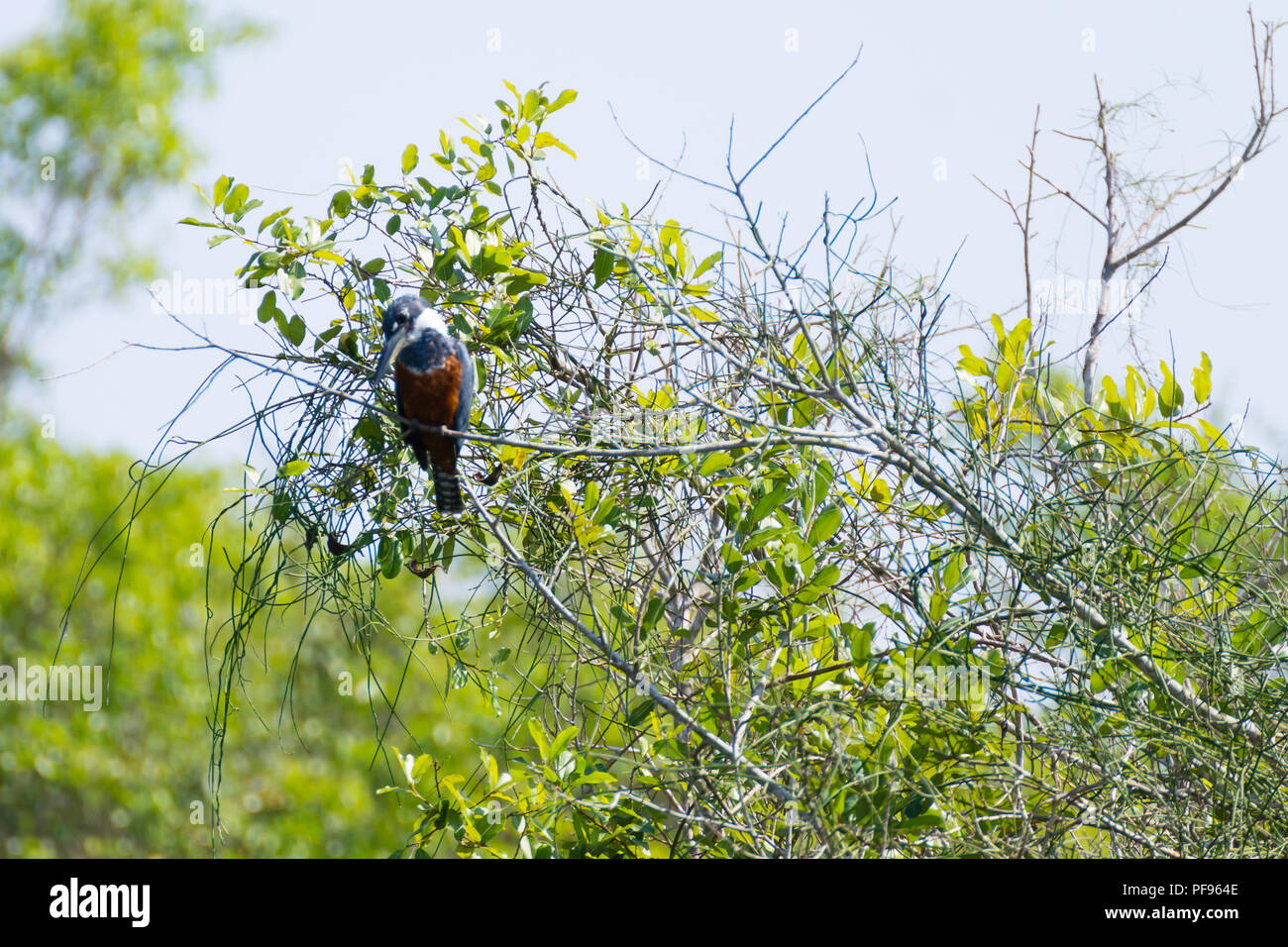 Ringed kingfisher sur la nature du Pantanal, Brésil. La faune du Brésil Banque D'Images