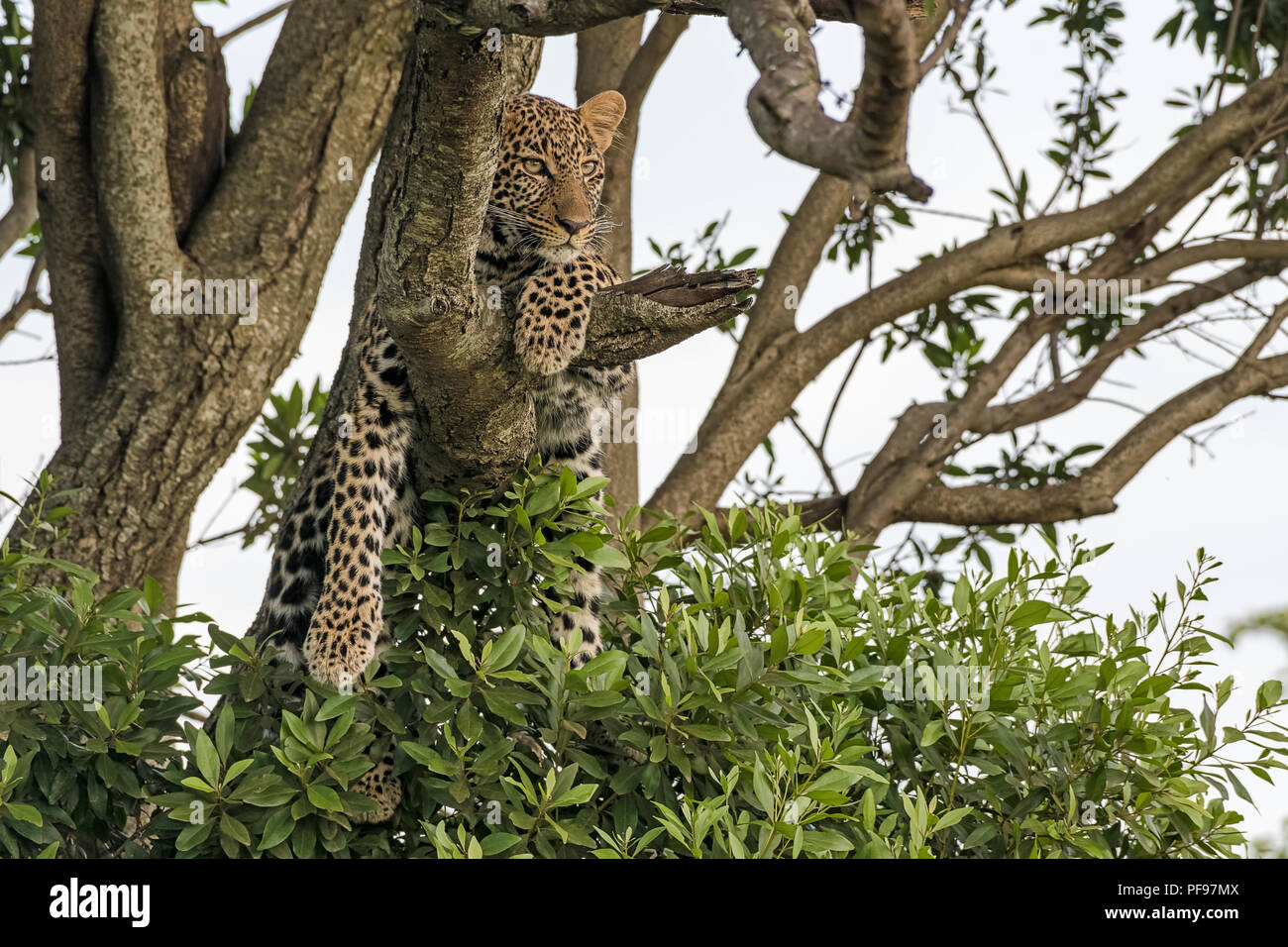 Leopard (Panthera pardus) dans l'arbre, observant, Masai Mara, Kenya Banque D'Images